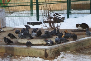 Кот, который унижает пернатых