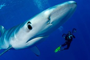 Фотоприкол онлайн бесплатно