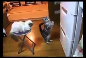 Котэ просит открыть холодильник!