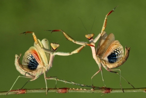 Фотографии с конкурса Sony World Photography Awards 2014