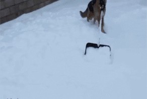 Снегоуборочная машина? ... хм, нет ... собака