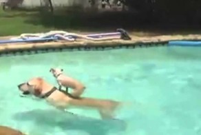 Хитрый пес использовал друга!