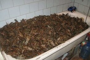 раки
