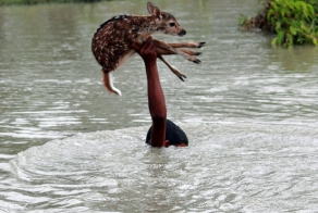 Спасение оленёнка в Бангладеш