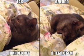 Кото-пост
