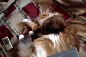 Отлов неуловимых блох от кота!