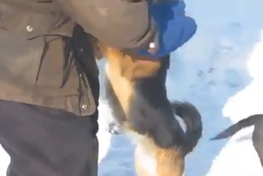 Храбрый кот против двух собак