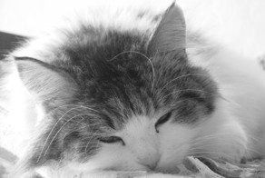 Все кошки - как кошки, а моя - флегматик!