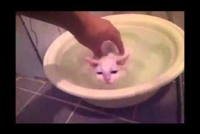 Кот отдыхает в горячей воде!