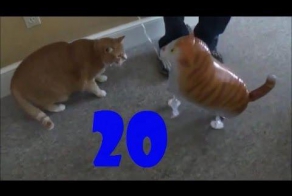 Смешные кошки. Выпуск #19 и Выпуск #20