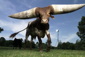 Самый рогатый бык в мире