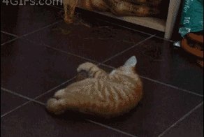 Пугливый котик