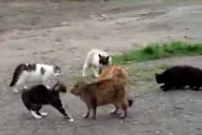 Стая котов устроила разборку!