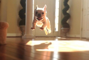  	 Милые и забавные животные