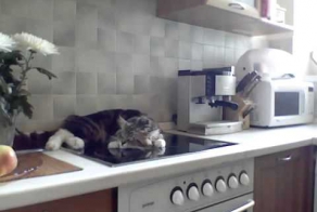 Самый понимающий кот!