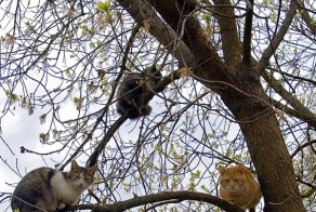 Коты прилетели