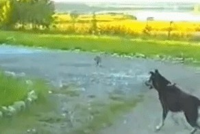 Кот - защитник