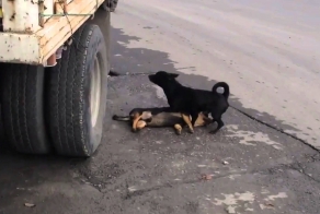 Мне это видео разбило сердце
