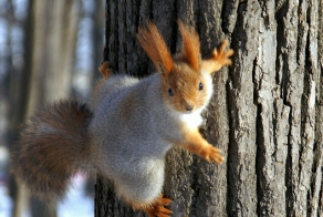 А вы знаете где живут белки?