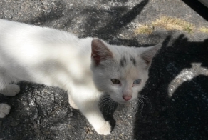 Спасение брошенного котенка
