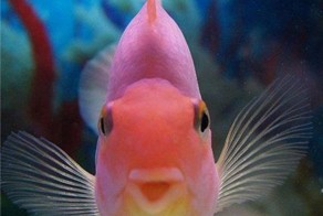 Пикантный фотоприкол