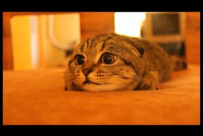 Что с котом?