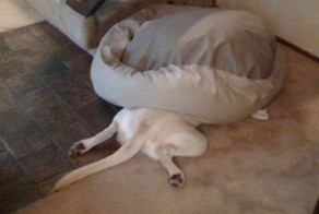 Смешной фотоприкол