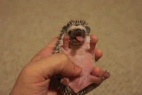 Зачем разбудил...