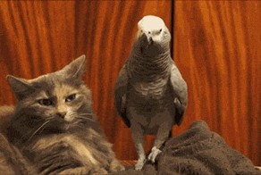 Ничего, еще пол часа подожду пока хозяйка на работу уйдет!