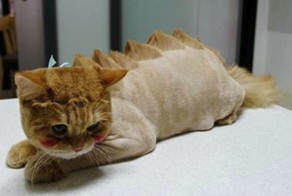 Необычные стрижки животных: стильный «прикид» или издевательство?