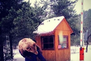 Мужик тащит медведя