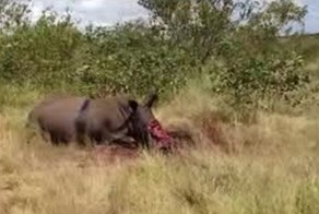 Раненого браконьерами носорога пришлось усыпить