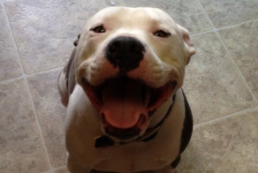 Пес встречает и провожает хозяина