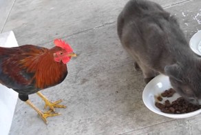Злой котик и наглый петух!