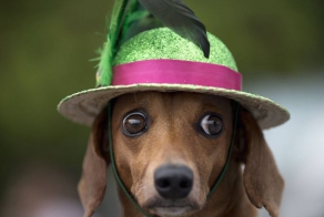 Карнавал для собак в Рио