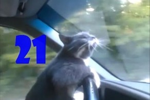 Смешные кошки. Выпуск #20 и Выпуск #21
