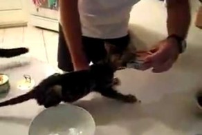 Маленький жадный котик!