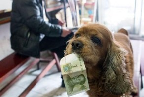 Песик, который знает цену деньгам