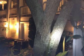 Превращение мертвого дерево в произведение искусства