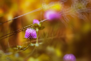 В ожидании весны