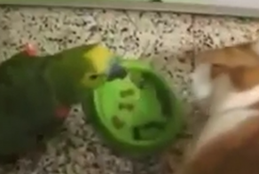 Коту не понравились шутки попугая=)