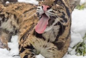 Дымчатый леопард ловит снежки