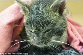 Спасение котенка примерзшего к проезжей части