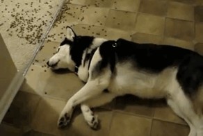 Я больше не могу...