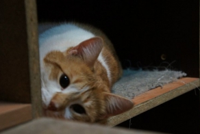 Котеночек