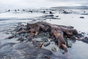 Штормы раскопали лес, которому 5000 лет