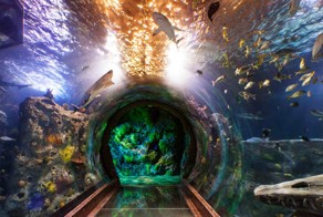 S.E.A Aquarium: крупнейший океанариум на планете