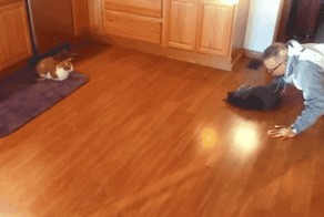 Кошачий керлинг