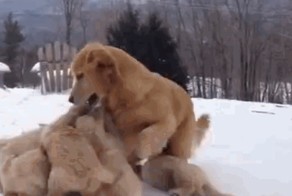 Двухмесячные щенки играют с мамой