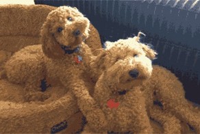 Забавные пушистики